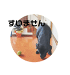 黒ラブ  ルナちゃんの日常（個別スタンプ：15）