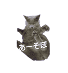 しゃるとりゅー。（個別スタンプ：8）