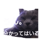 しゃるとりゅー。（個別スタンプ：14）
