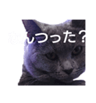 しゃるとりゅー。（個別スタンプ：16）