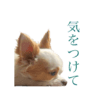 こっちゃん 零（個別スタンプ：8）