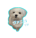 マルシーズーのヴァニラ（個別スタンプ：1）