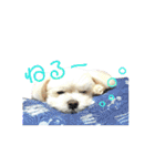 マルシーズーのヴァニラ（個別スタンプ：3）