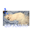 マルシーズーのヴァニラ（個別スタンプ：4）