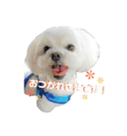 マルシーズーのヴァニラ（個別スタンプ：5）