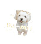 マルシーズーのヴァニラ（個別スタンプ：9）