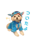 マルシーズーのヴァニラ（個別スタンプ：19）