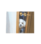 マルシーズーのヴァニラ（個別スタンプ：22）
