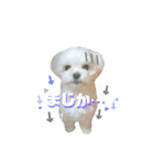 マルシーズーのヴァニラ（個別スタンプ：25）