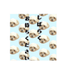 マルシーズーのヴァニラ（個別スタンプ：32）