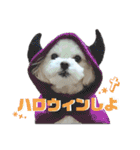 マルシーズーのヴァニラ（個別スタンプ：37）
