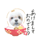 マルシーズーのヴァニラ（個別スタンプ：40）
