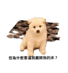 柴犬（しばけん） SANDY（個別スタンプ：1）