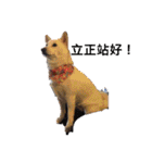 柴犬（しばけん） SANDY（個別スタンプ：2）