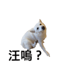 柴犬（しばけん） SANDY（個別スタンプ：3）