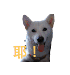 柴犬（しばけん） SANDY（個別スタンプ：6）