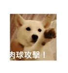 柴犬（しばけん） SANDY（個別スタンプ：7）