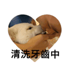 柴犬（しばけん） SANDY（個別スタンプ：8）