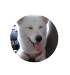 柴犬（しばけん） SANDY（個別スタンプ：10）