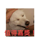 柴犬（しばけん） SANDY（個別スタンプ：12）