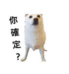 柴犬（しばけん） SANDY（個別スタンプ：13）