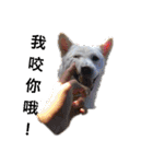 柴犬（しばけん） SANDY（個別スタンプ：14）