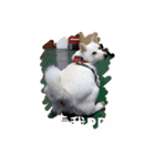 柴犬（しばけん） SANDY（個別スタンプ：23）