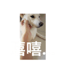 柴犬（しばけん） SANDY（個別スタンプ：26）