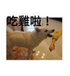 柴犬（しばけん） SANDY（個別スタンプ：29）
