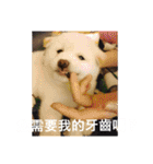 柴犬（しばけん） SANDY（個別スタンプ：30）