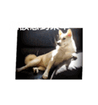 柴犬（しばけん） SANDY（個別スタンプ：31）