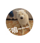 柴犬（しばけん） SANDY（個別スタンプ：33）