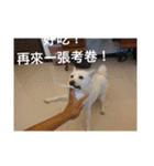 柴犬（しばけん） SANDY（個別スタンプ：34）