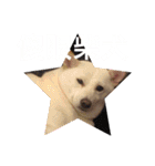 柴犬（しばけん） SANDY（個別スタンプ：35）