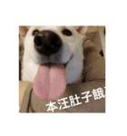 柴犬（しばけん） SANDY（個別スタンプ：37）