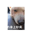 柴犬（しばけん） SANDY（個別スタンプ：38）