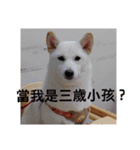 柴犬（しばけん） SANDY（個別スタンプ：39）