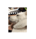 柴犬（しばけん） SANDY（個別スタンプ：40）