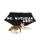 ねこばっか2（個別スタンプ：1）