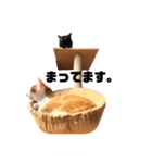 ねこばっか2（個別スタンプ：8）