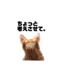 ねこばっか2（個別スタンプ：11）
