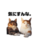 ねこばっか2（個別スタンプ：13）
