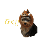むうむうた（個別スタンプ：6）