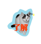 レオしゅうくま2（個別スタンプ：16）