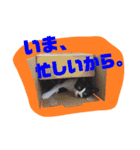 レオしゅうくま2（個別スタンプ：21）