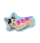 レオしゅうくま2（個別スタンプ：24）