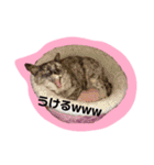 レオしゅうくま2（個別スタンプ：30）