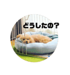 うちのマイトくん（個別スタンプ：7）