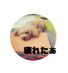 うちのマイトくん（個別スタンプ：17）