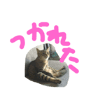 黒猫ぶぶちん＆キジトラとらちん（個別スタンプ：4）
